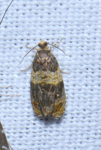 Réf. 234 454 : Celypha aurofasciana